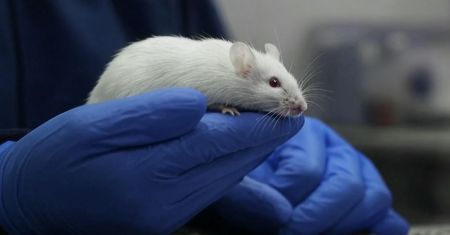 Naukowcy wprowadzili ludzki gen mowy do myszy. "Tego się nie spodziewaliśmy"