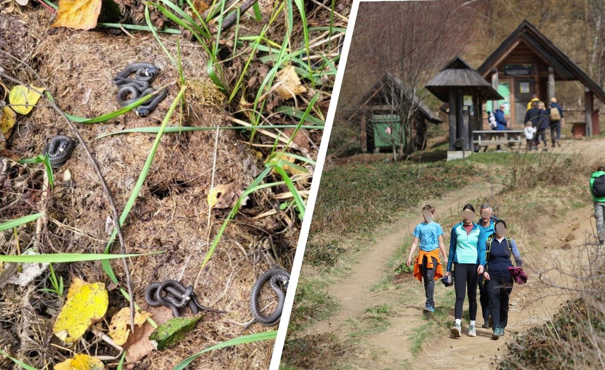 lokalne, bieszczady, ochrona przyrody Szaleńczy atak turystów na żmije. Ratownicy załamują ręce