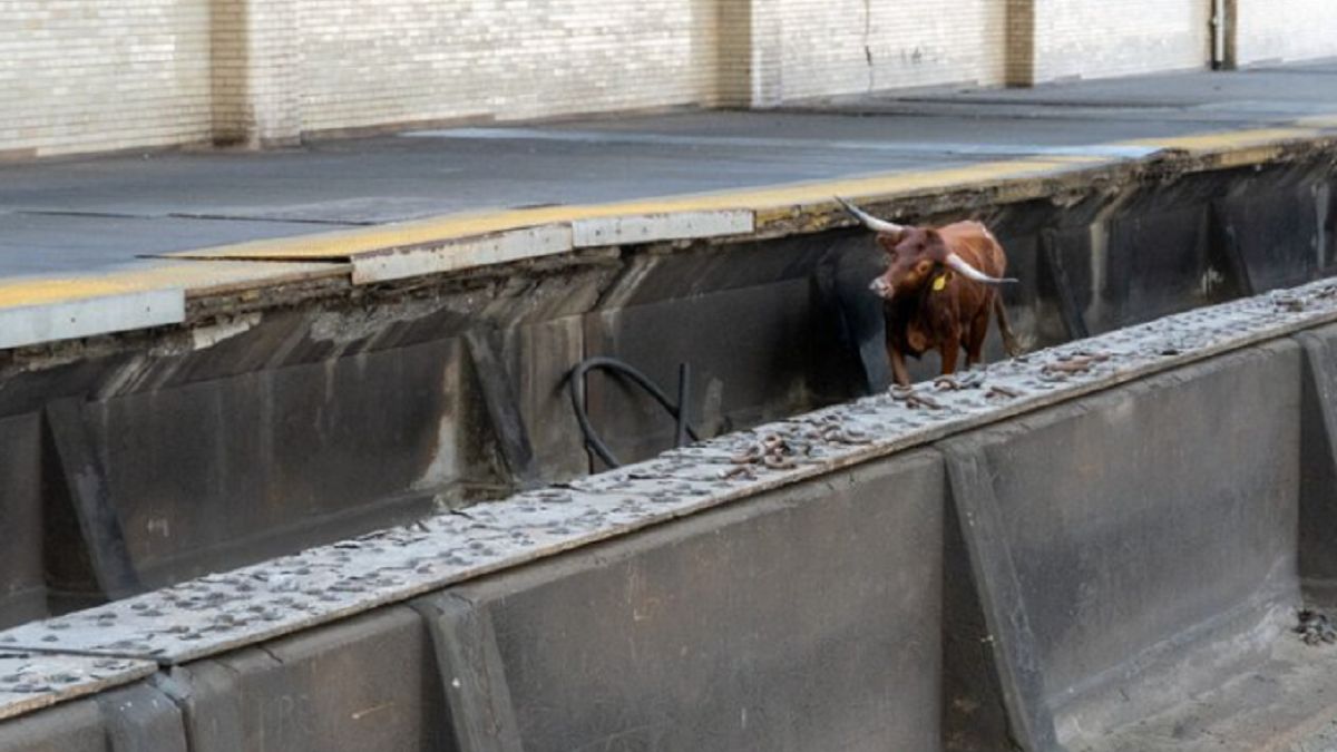 Byk na torach. Sparaliżował ruch pociągów. 