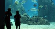 Odkryli ją w oceanarium. Nazwana na cześć stolicy