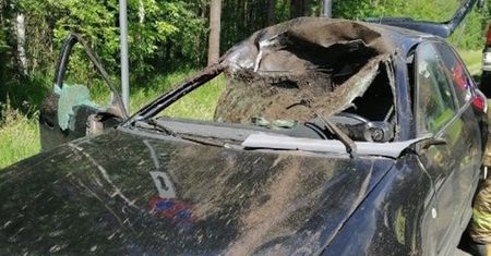 Łoś wbiegł prosto pod koła. Straszny wypadek na Lubelszczyźnie
