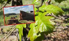 Na Pomorzu wycięto 300-letni dąb. Tak uzasadniono decyzję