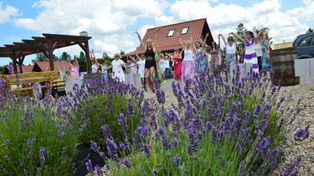 Festiwal pachnący lawendą. Będzie aromatycznie, zmysłowo i fioletowo