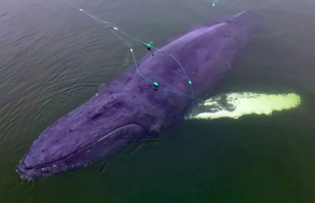 Martwy wieloryb znów wypłynął. Tym razem na plaży w Wisełce