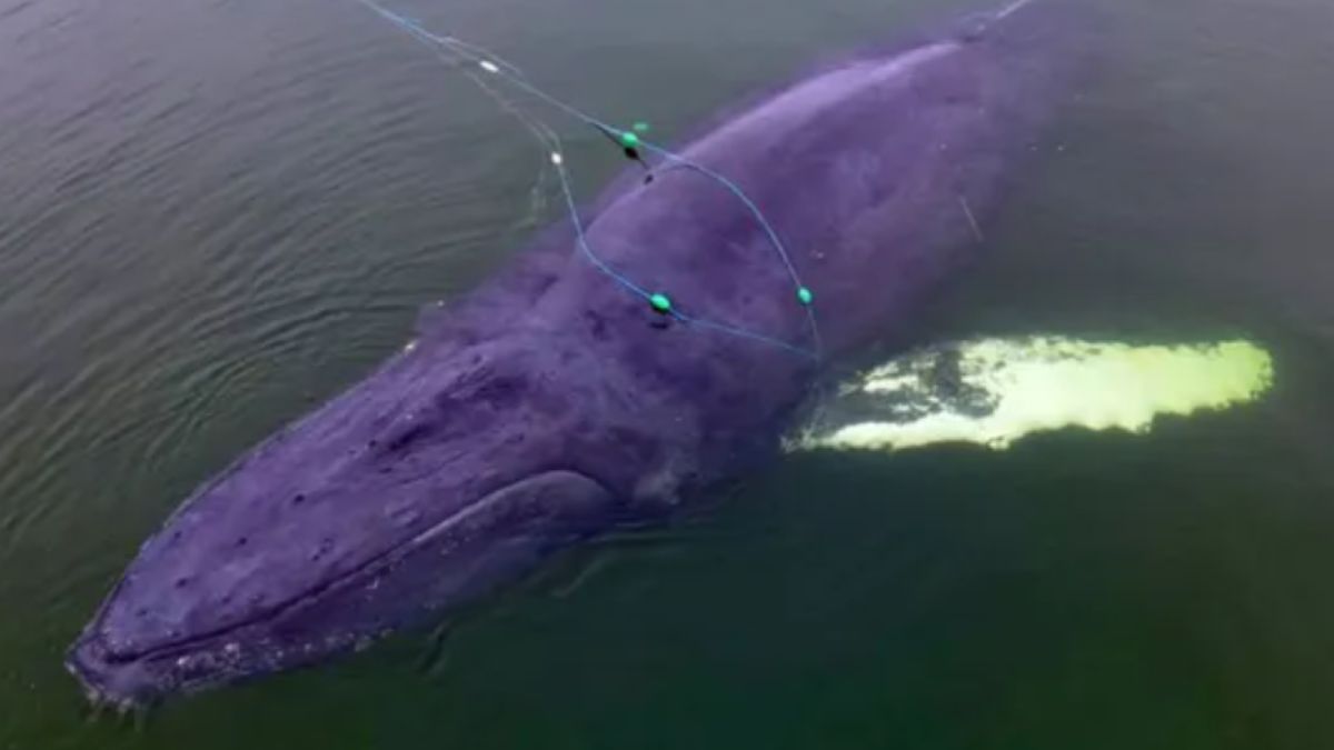 Martwy wieloryb znów wypłynął. Tym razem na plaży w Wisełce