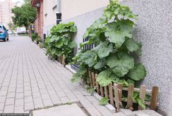 Latem zapominają o tym obowiązku. Kara to nawet kilka tysięcy złotych