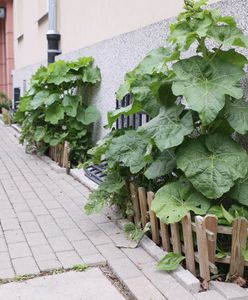 Latem zapominają o tym obowiązku. Kara to nawet kilka tysięcy złotych