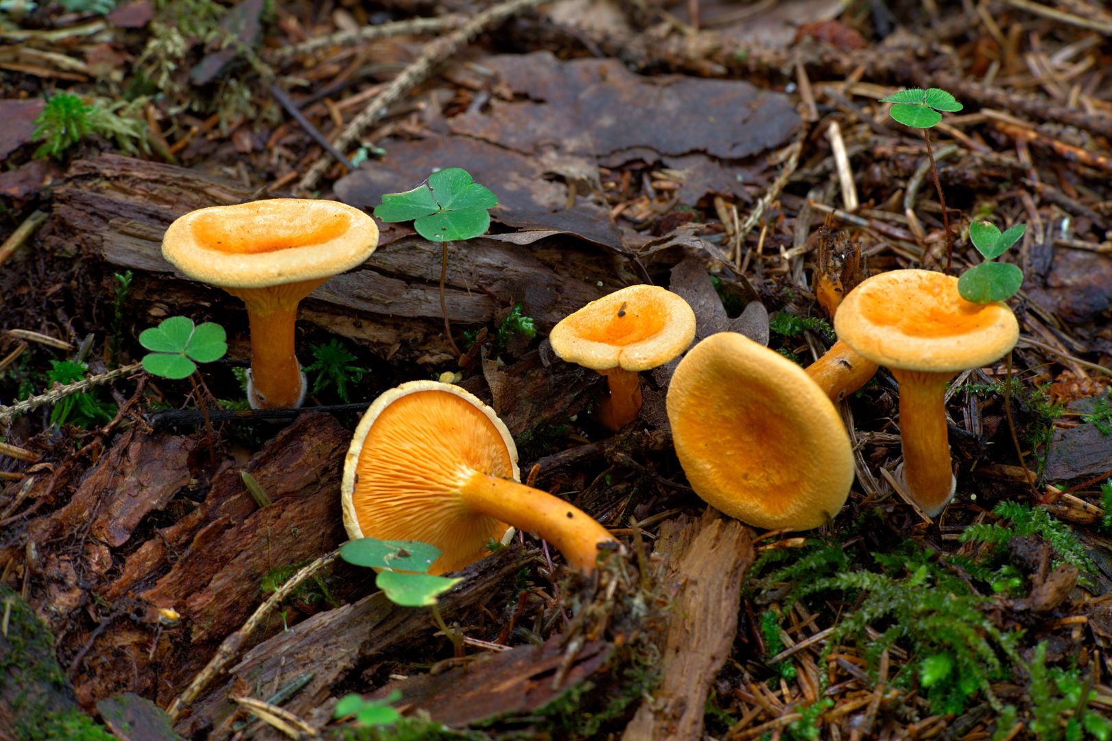 Lisówka pomarańczowa (Hygrophoropsis aurantiaca)