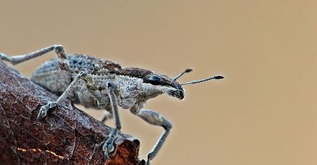 Plaga owadów nad Bałtykiem. Ekspertka wyjaśnia
