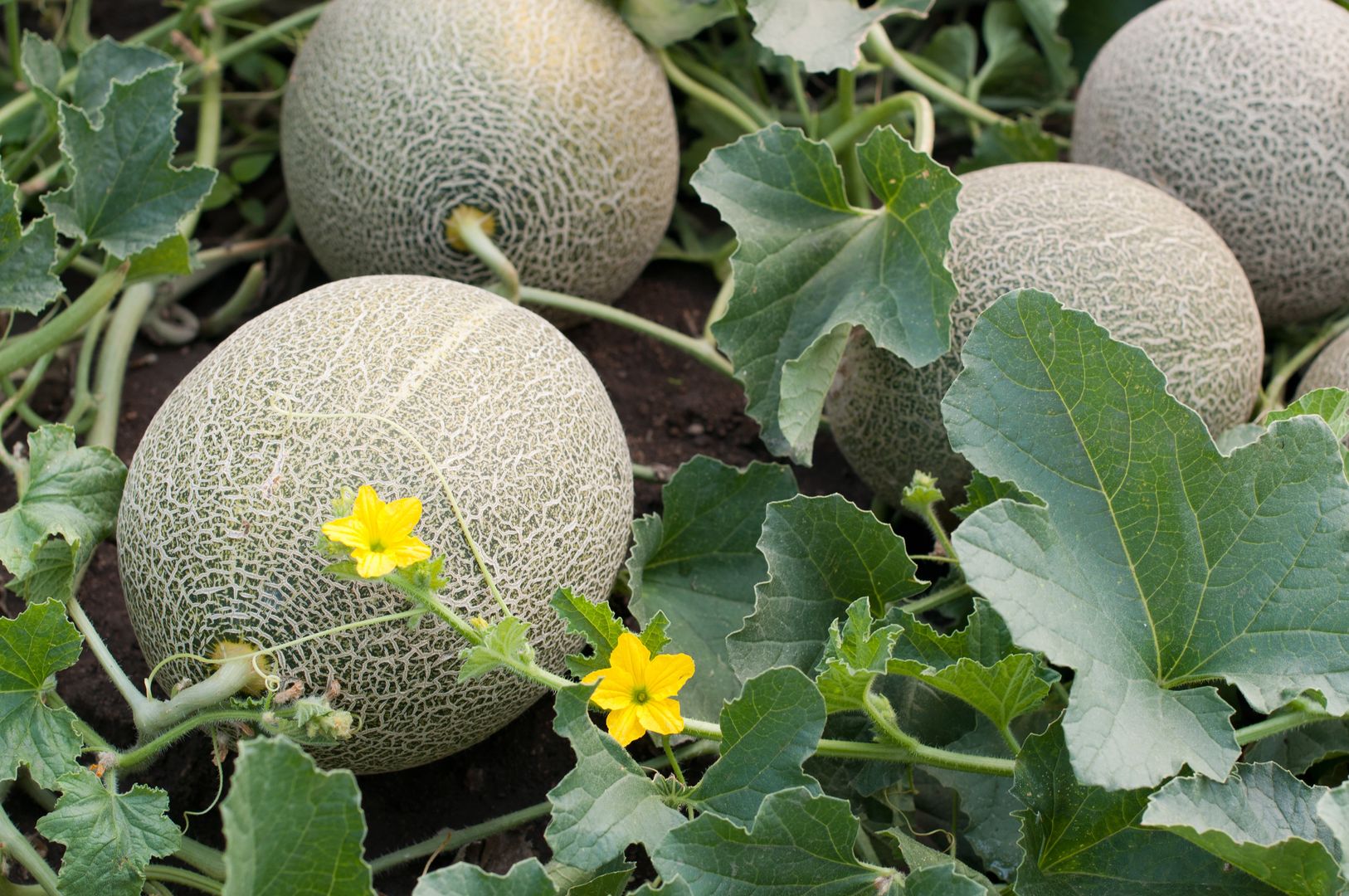 Melon niesłusznie przegrywa popularnością z arbuzem