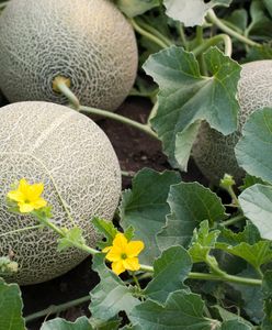 Gasi pragnienie jak arbuz, pomaga trzymać ciśnienie w ryzach. Tak wybierzesz najsoczystszy okaz