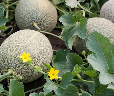 Gasi pragnienie jak arbuz, pomaga trzymać ciśnienie w ryzach. Tak wybierzesz najsoczystszy okaz