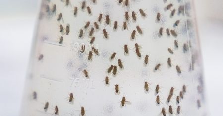 Spryty trik na muszki owocówki. Internet oszalał na jego punkcie