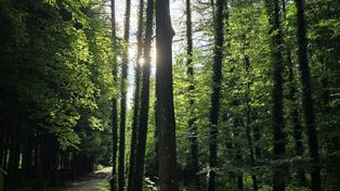 To zachowanie w lesie może słono kosztować. Czego nie wolno robić?