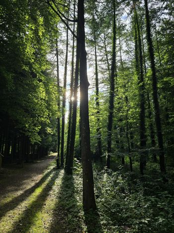 To zachowanie w lesie może słono kosztować. Czego nie wolno robić?
