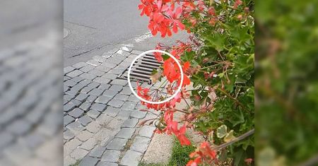 Polski „koliber” w Lublinie. Fruczak gołąbek w obiektywie naszego Czytelnika