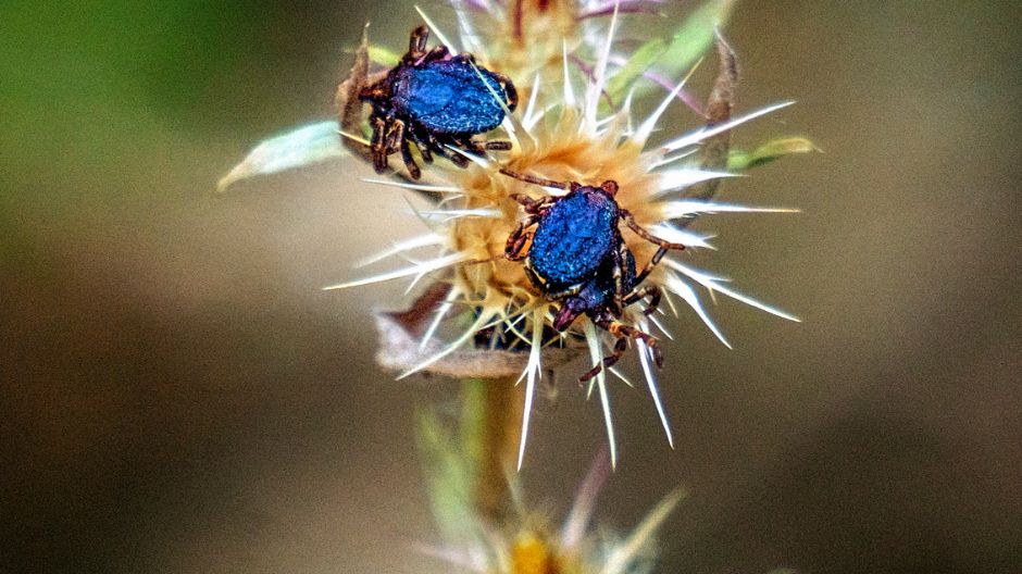 Kleszcze z gatunku Hyalomma w Niemczech