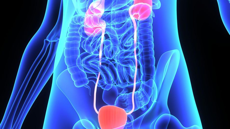 Chociaż od nich zależy filtrowanie krwi i usuwanie z niej produktów przemiany materii, a także dbanie o właściwe nawodnienie organizmu, bardzo często zapominamy o utrzymaniu ich w dobrej kondycji