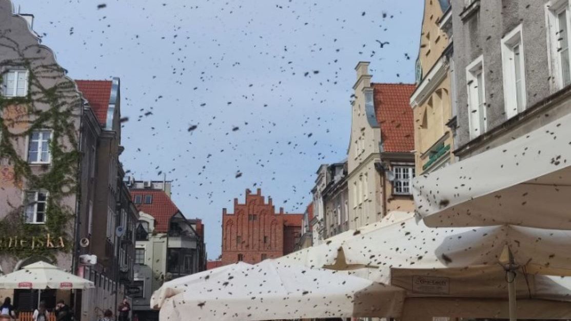 Na olsztyńskiej starówce pojawił się ogromny rój pszczół 