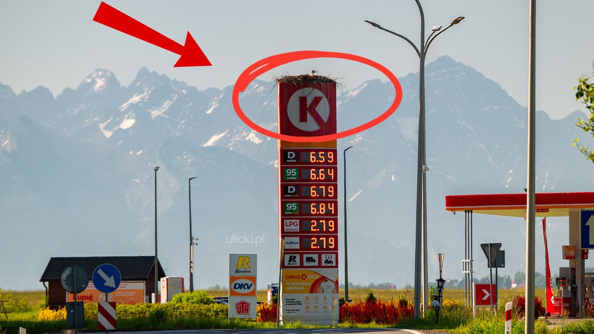 Bocianie gniazdo w dość nietypowej lokalizacji w Nowym Targu