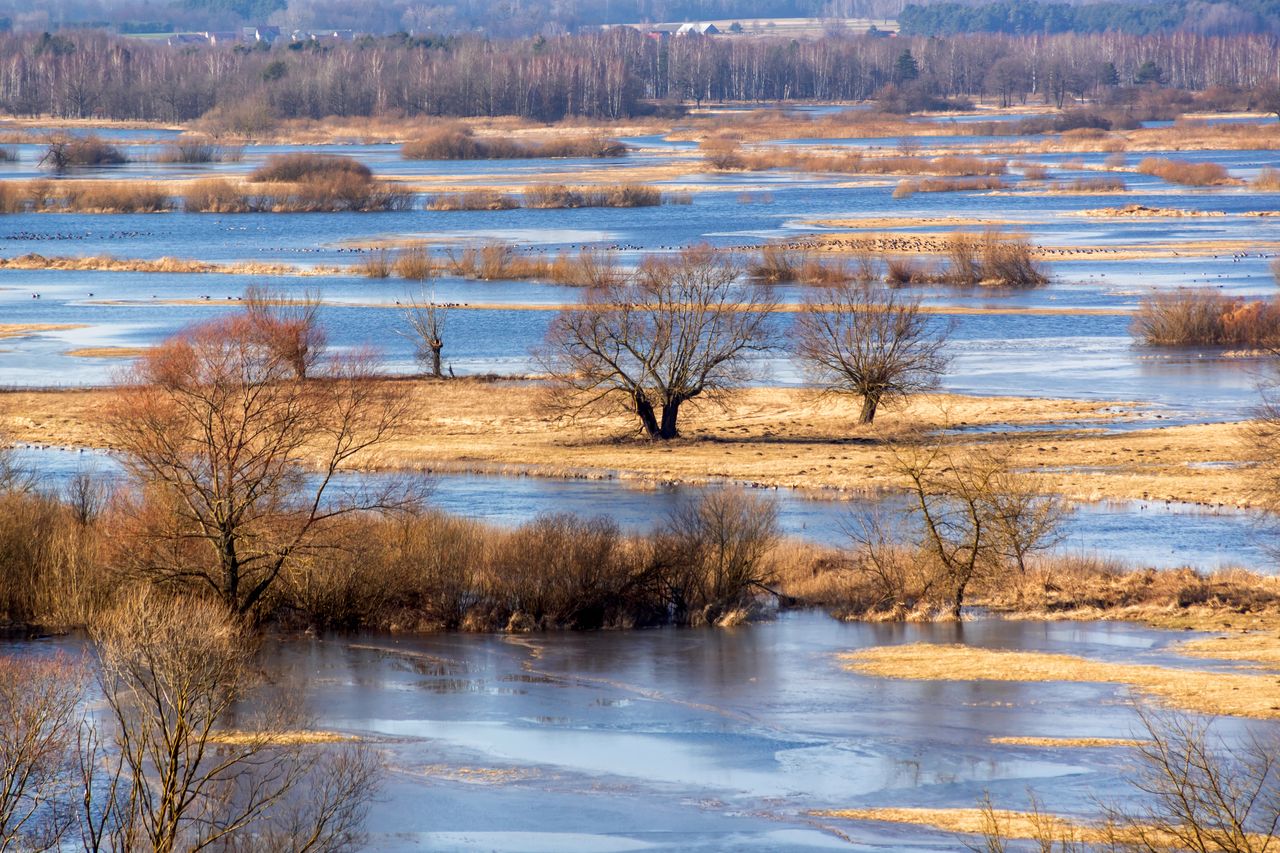 Przedwiośnie w Dolinie Narwi i Biebrzy na Podlasiu. Fot. podlaski49 - Adobe Stock