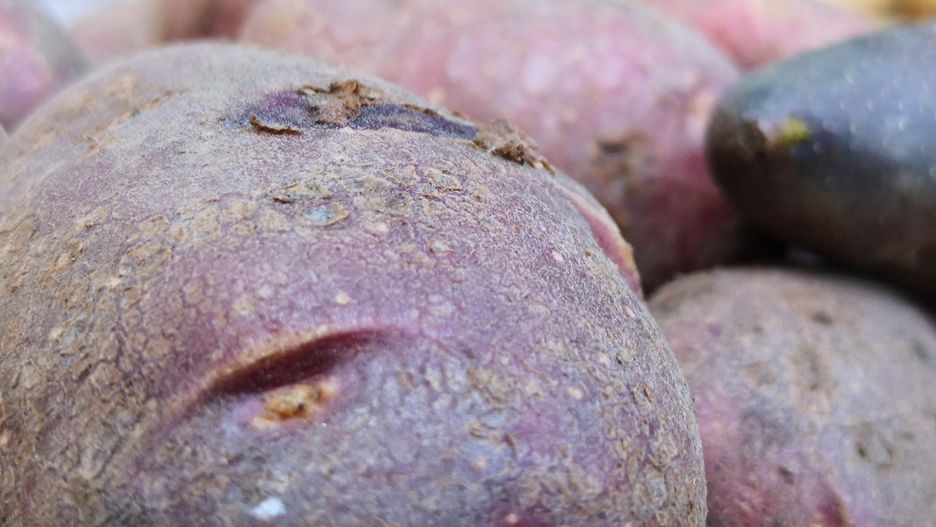 Ziemniaki fioletowe swoim wyglądem przypominają ziemniaki