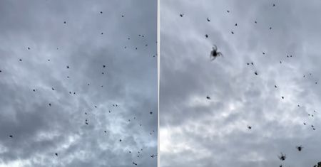 Sceny jak z horroru. Z nieba lecą pająki!