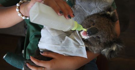 Koale uratowane z pożarów w Australii mają dobrą opiekę