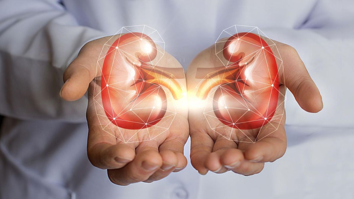 Lewa nerka jest położona nieco wyżej niż prawa.