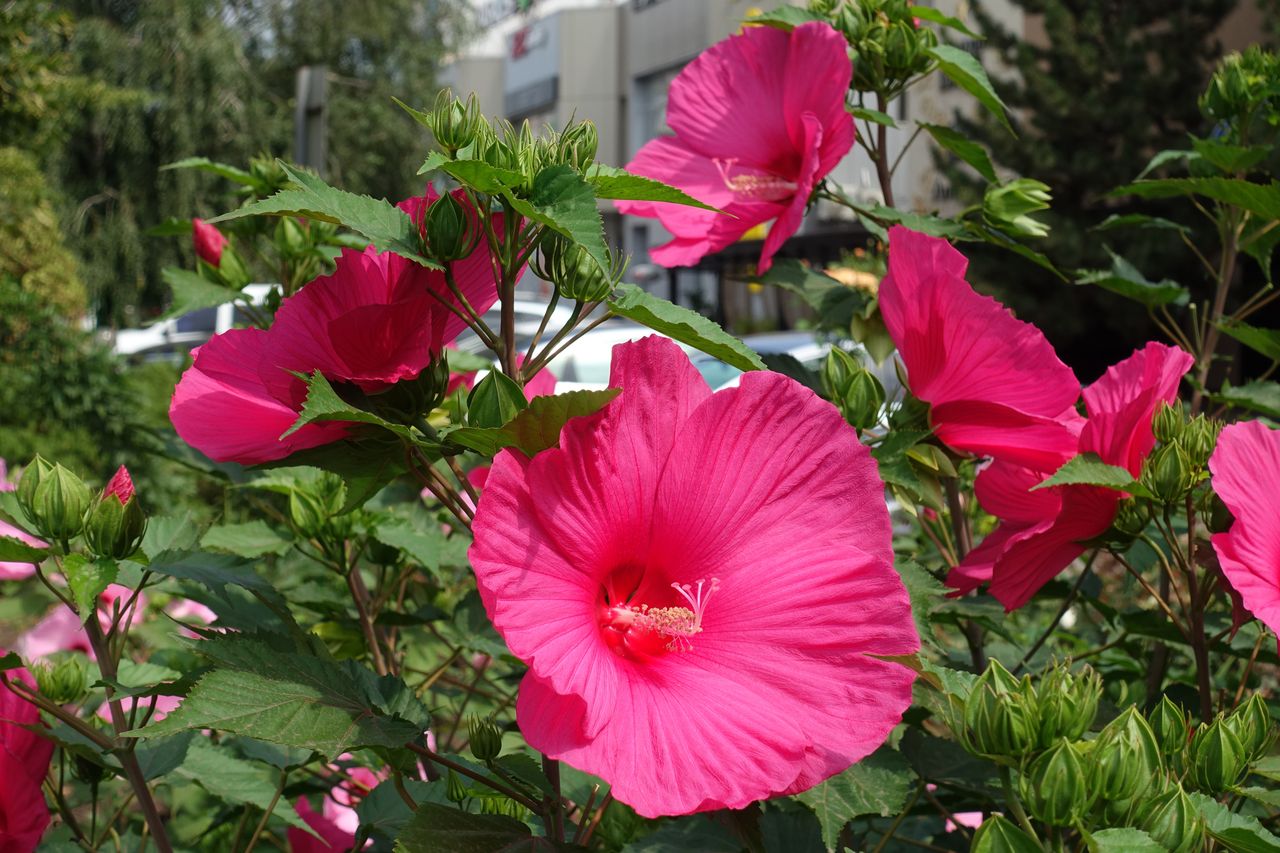 Ma kwiaty jak talerze. Hibiskus bagienny ozdobi ogród przez lata