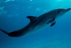 Centrum Edukacji i Ochrony Mórz: Ekolodzy mylą się w sprawie delfinarium