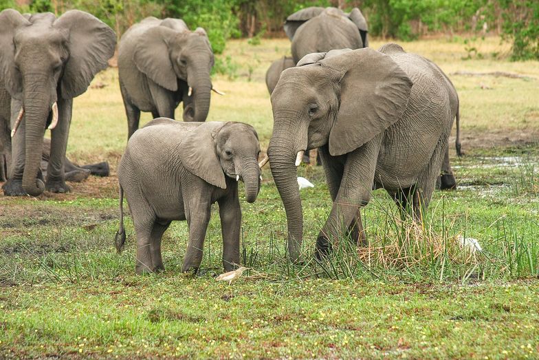 Konflikt słoni i rolników. Nietypowe rozwiązanie w Chinach