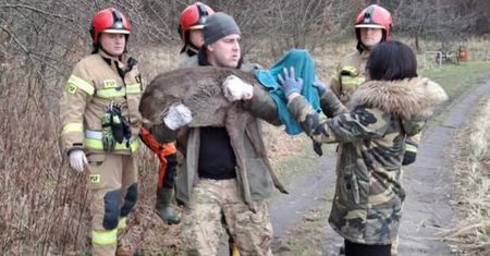 Sarna wpadła do Zalewu Zemborzyckiego. Została wyciągnięta z wody przez strażaków