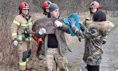 Sarna wpadła do Zalewu Zemborzyckiego. Została wyciągnięta z wody przez strażaków