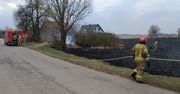 Strażacy apelują o niewypalanie traw