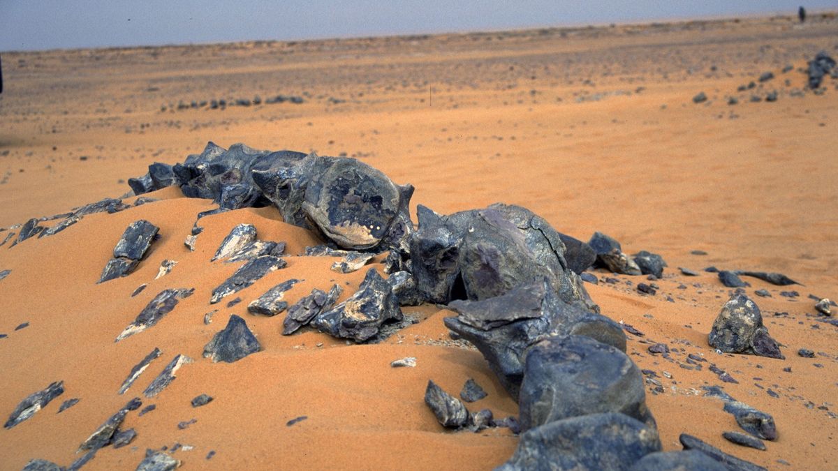 Na nigerskiej pustyni odkryto blisko 20 ton kości dinozaurów