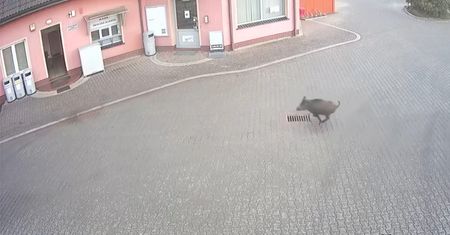 Dzik na stacji benzynowej. Niecodzienne nagranie z monitoringu