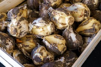 Kleszcze nienawidzą tej rośliny. Posadź w ogrodzie