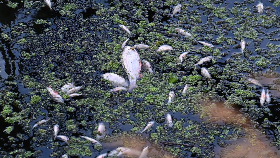 WWF alarmuje: w próbkach wody z Odry znaleziono amoniak 