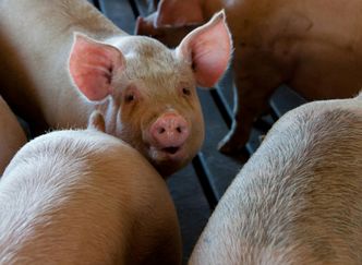 Budują wieżowiec dla świń. Będzie kosztował fortunę