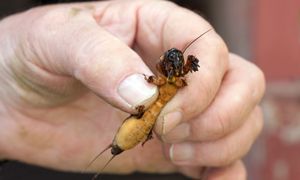Nigdy nie zabijaj. Tyle można na nim zarobić