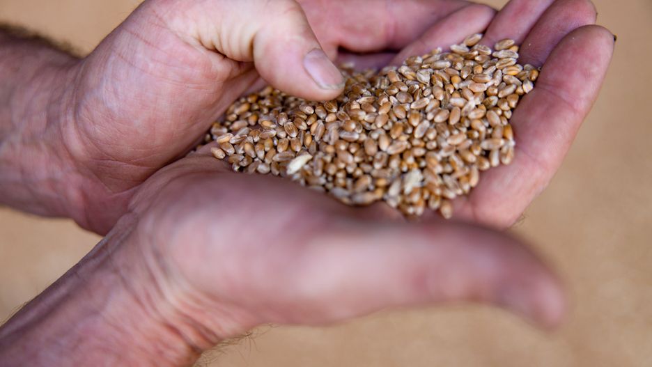 A farmer holds class one milling wheat grain at a storage shed arranged in Chelmsford, UK, on Wednesday, Aug. 3, 2022. Droughts, flooding and heatwaves threaten wheat output from the U.S. to France and India, compounding shrinking production in Ukraine. Photographer: Hollie Adams/Bloomberg via Getty Images