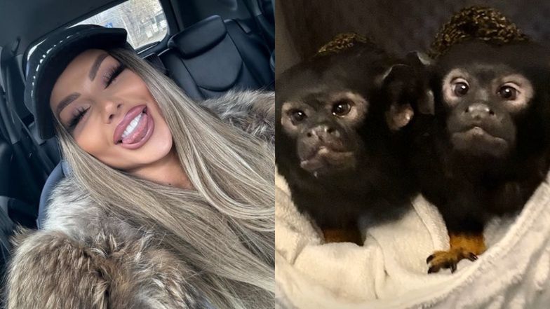 Małpy Ewel0ny mają... WŁASNY POKÓJ