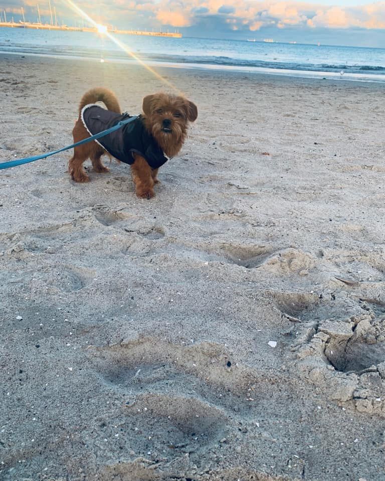 Dzień Kundelka na Pudelku!
