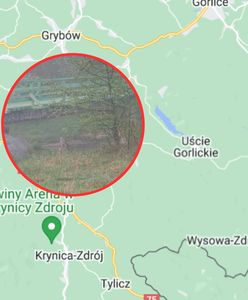Wilk polował w biały dzień. "Uwaga, zachowajcie ostrożność"
