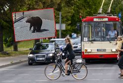 Niedźwiedzica na przedmieściach Wilna. Znalazła sojusznika