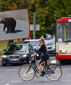 Niedźwiedzica na przedmieściach Wilna. Znalazła sojusznika