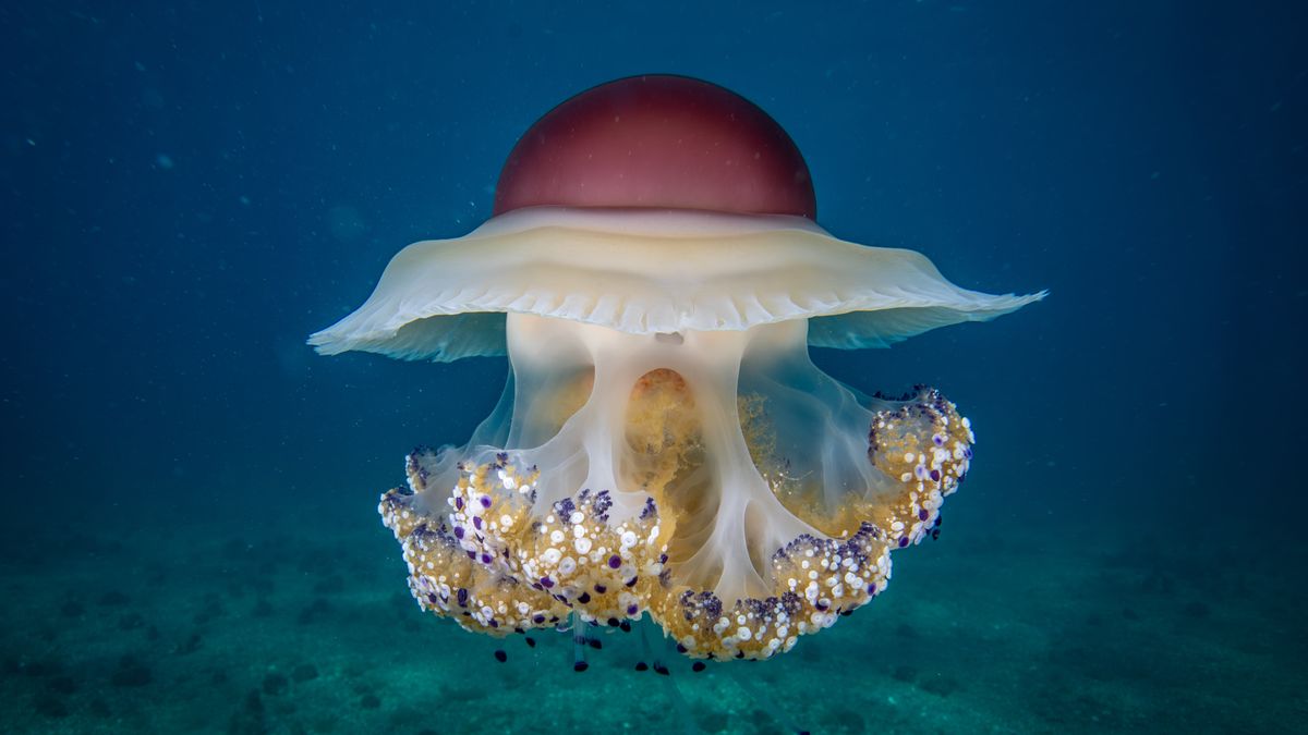 BALIKESIR, TURKIYE - OCTOBER 06: A Blue Jellyfish (Cotylorhiza tuberculata), first observed in 2022 in Erdek Bay, is seen during the PINA-IZ Project in Balikesir, Turkiye, on October 06, 2025. The number of baby fan mussels reaches 10 within the PINA-IZ Project, developed to protect Pinna nobilis, a species that filters six liters of seawater per hour and now finds its last refuge in the Sea of Marmara. The colorful and non-toxic jellyfish often hosts juvenile fish under its bell, highlighting the rich biodiversity alongside the PINA-IZ Project's efforts to protect Pinna nobilis. (Photo by Sebnem Coskun/Anadolu via Getty Images)