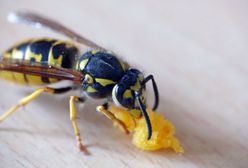 Mężczyzna najadł się strachu. Osa użądliła go w gardło