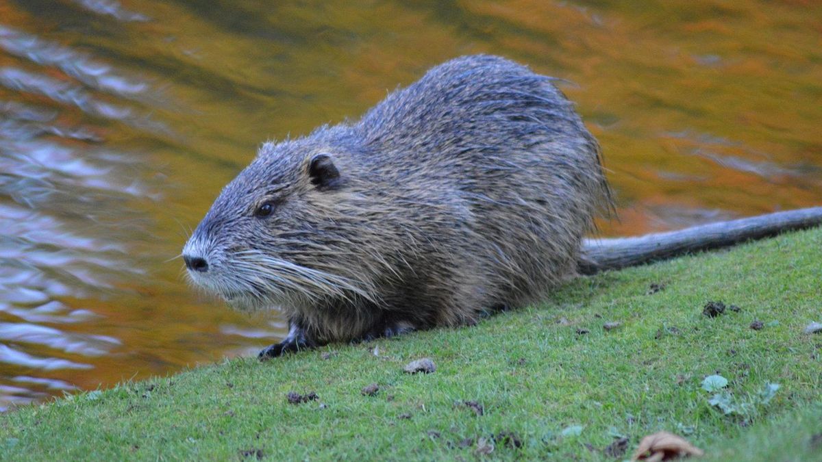 Bobry nie są mile widziane w Białce